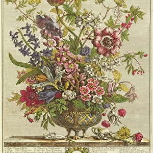 February, from Twelve Months of Flowers by Robert Furber (c