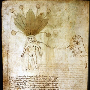 Female mandrake, extracted from a herb of the 14th century