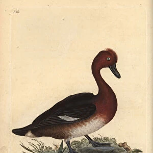 Ferruginous duck, Aythya nyroca. Handcoloured copperplate drawn and engraved by Edward Donovan from his own "Natural History of British Birds"(1794-1819)