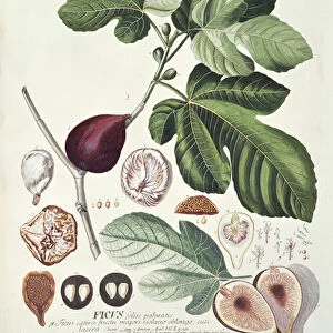 Ficus (Fig) (coloured engraving)