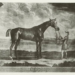 Firetail, foaled 1769 (b / w photo)