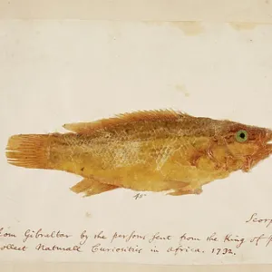 Mark Catesby's A Fish, 18th Century Print
