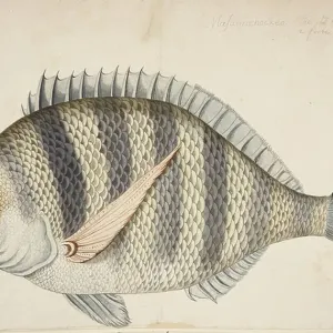 Mark Catesby's "A Fish" Print (BL3315859)