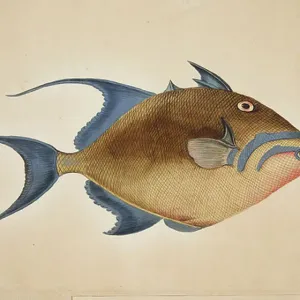 A Fish by Mark Catesby, 18th Century Print