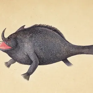 Mark Catesby's A Fish, 18th Century Print