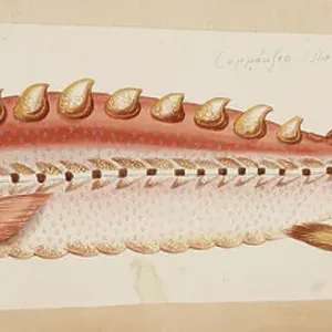 18th Century Print of A Fish by Mark Catesby