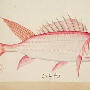 Mark Catesby's A Fish Print, 18th Century
