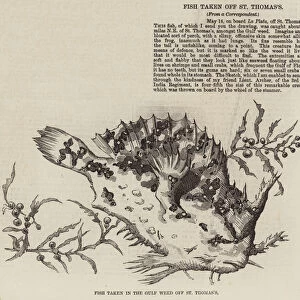 Fish taken in the Gulf Weed off St Thomass (engraving)