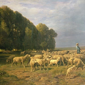 Flock of Sheep in a Landscape (oil on canvas)