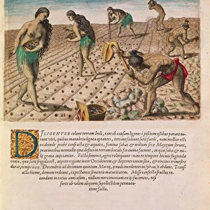Florida Indians planting maize, from Brevis Narratio... published by Theodore de Bry