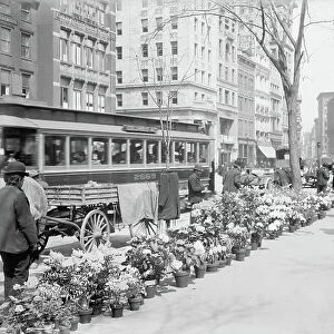 Flower Vendors, Easter Display, New York City, USA, c. 1904 (b / w photo)