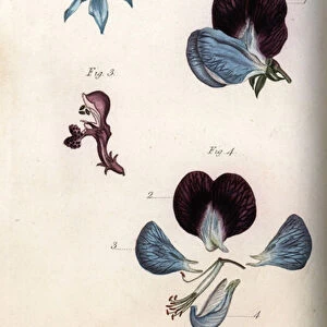 Flowering of officinale borage and pea (leguminous). Coloured copper engraving, illustration by Sydenham Edwards (1768-1819) for Conferences of Botanical, Botanical Garden of Lambeth (England), 1805, by William Curtis (1746-1799)
