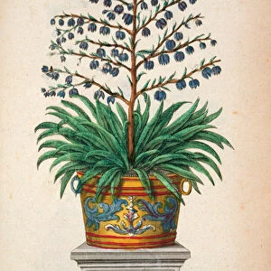 Flowering plant, from Phytographia Curiosa, published 1702 (coloured engraving)