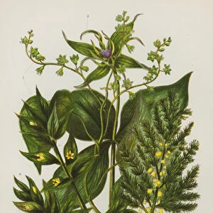 Flowering Plants of Great Britain: Black Briony, Herb Paris, Common Asparagus, Butchers Broom (colour litho)