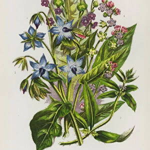 Flowering Plants of Great Britain: Common Borage, German Madwort, Common Hounds Tongue, Green Leaved Hounds Tongue (colour litho)