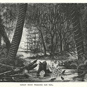 Forest which produced our coal (engraving)