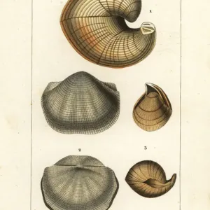 Fossils of Extinct Lamp Shells Print (19th century)