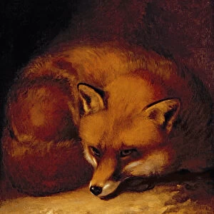 A Fox, 1817 (oil on panel)