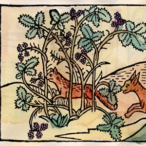 The fox and the grapes. Fable of Asop (16th century engraving)