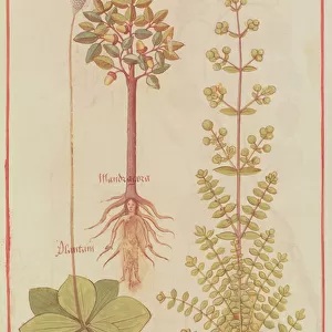 Fr 12322 f. 180v Plantain, marjoram and mandrake, from Livre des Simples Medecines, c
