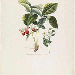 Fraisier de Virginie (Grandes fleurs), from Traite des Arbres Fruitiers