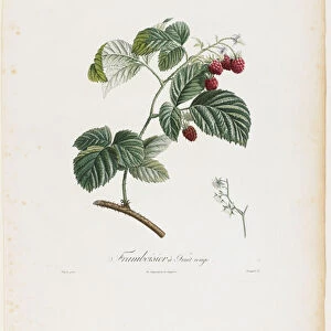 Framboisier a Fruit rouge (Raspberries), from Traite des Arbres Fruitiers