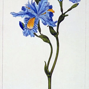 Fringed Iris, 1836 (hand-coloured engraving)