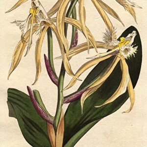 Fringed orchid epidendrum, with white and pale yellow flower. American and Caribbean origin. Fringed epidendrum orchid with pale yellow and white flowers. A native of the Americas and West Indies. Epidendrum ciliare