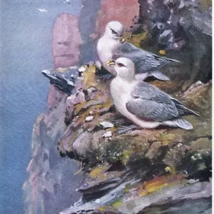 Fulmars (litho) Fulmars (litho)