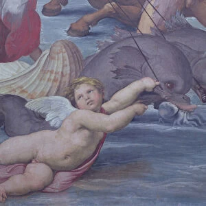 Galatea, detail of putto and dolphins, 1506 (fresco) (detail of 56473)