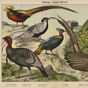 Gallinae, Game Birds (colour litho)