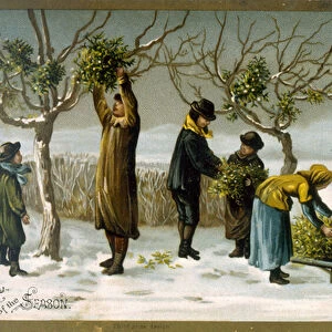 Gathering mistletoe (colour litho)