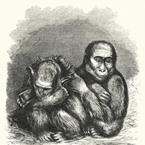 Gena and the young chimpanzee (engraving)