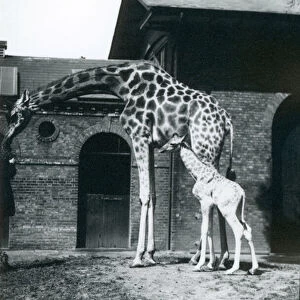 Giraffe with 3 day old baby and keeper at London Zoo, 1914. (b / w photo)