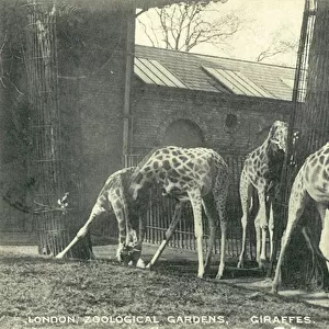 Giraffes, London Zoo (b / w photo)