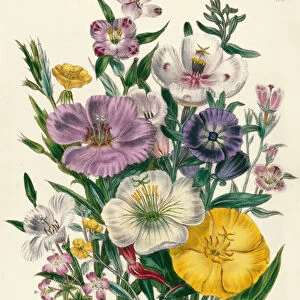 Godetia and Anothera, plate 8 from The Ladies Flower Garden, published 1842