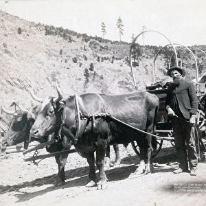 Gold Fever in South Dakota, 1889 (b / w photo)