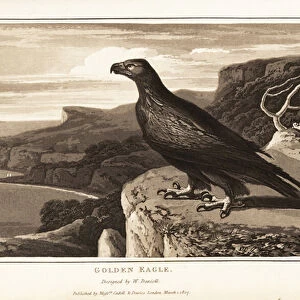 Golden eagle, Aquila chrysaetos, standing on the edge of a cliff 1807 (aquatint)