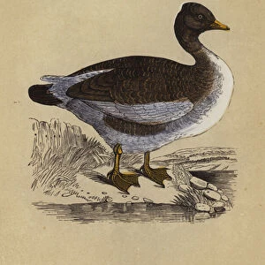 Goose (colour litho)