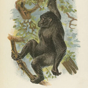 The Gorilla (colour litho)