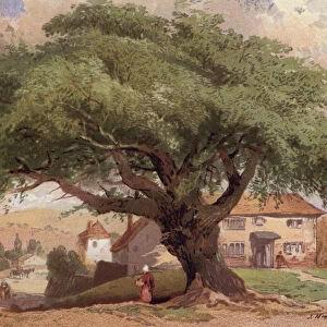 The Great Ash, scene in Surrey (colour litho)