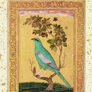 Green Bird, Mughal (gouache on paper)