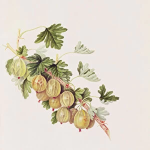 Green Gooseberry, 1815 (w / c on paper)