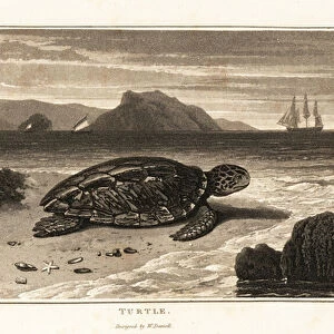 Green sea turtle, Chelonia mydas, endangered. 1807 (aquatint)