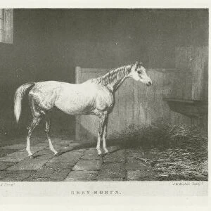 Grey Momus, foaled 1835 (b / w photo)