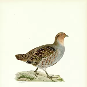Grey Partridge (colour litho)