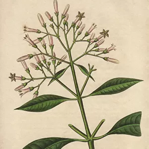 Grey Quinquina (Cinchona officinalis) - Strong water by William Clarke to illustrate " Medical Botanical, Description of the Medicinal Plants of London, Edinburgh and Dublin" by John Stephenson and James Morss Churchill