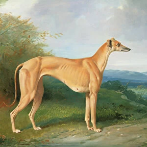 The Greyhound Bitch Lydia