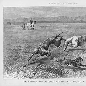 Hare coursing: Fullerton and Fitzfife competing in the final round of the Waterloo Cup, Great Altcar, Lancashire, 1892 (litho)