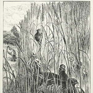 "Hark, dear! said Mr Partridge to his gentle little wife, / I hear a mower with his scythe - the terror of my life "(litho)